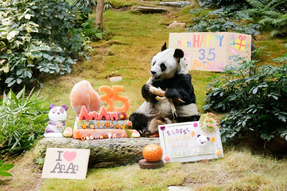 安安在香港的悉心照顧下，成為全球在人類照顧下最長壽的雄性大熊貓。圖為安安度過35歲生日。（圖片來源：Getty)） 