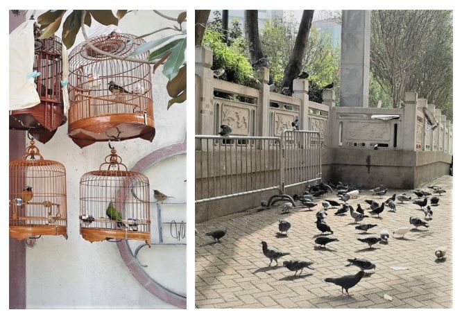 養在籠內的商品鳥和養在天空的野鳥也特別多。