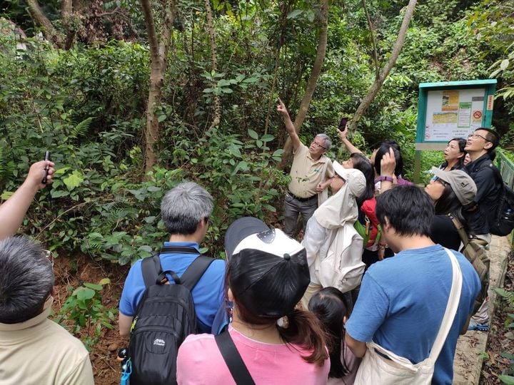 金裳鳳蝶屬於大埔鳳園的其中一種「明星蝴蝶」，在保育區內亦不難遇上牠們。（圖片來源：鳳園蝴蝶保育區facebook專頁）