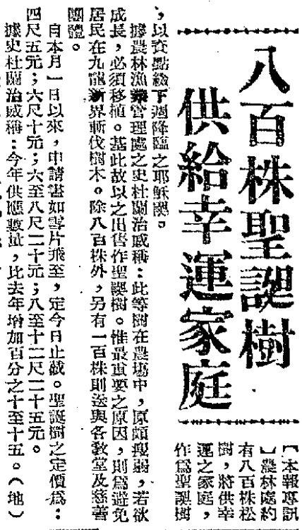 1951年，農林處約有800株松樹供出售作聖誕樹，另有100株送予各教堂及慈善團體。（圖片來源：《工商晚報》）