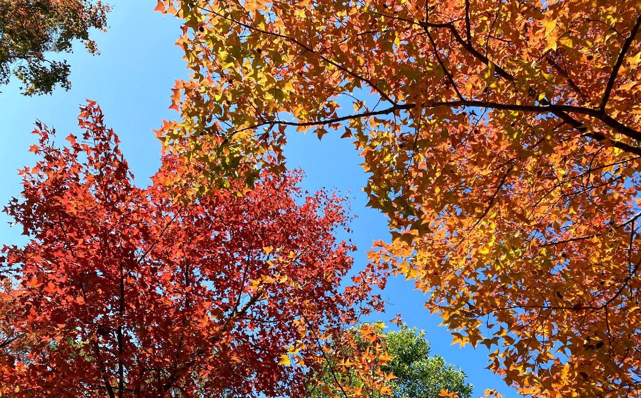 為什麼葉子在秋冬會轉紅？紅葉惹觀賞熱潮  大棠以外好去處  