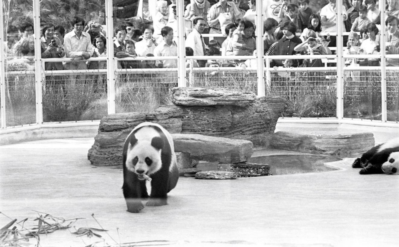 根據當年報導，兩隻大熊貓於每日上午九時至十二時、下午二時至四時在熊貓館的運動場與遊客見面（圖片來源：Getty Images）