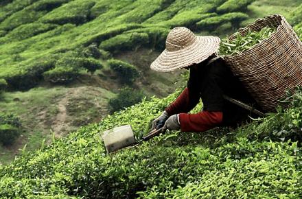 古代香港的茶